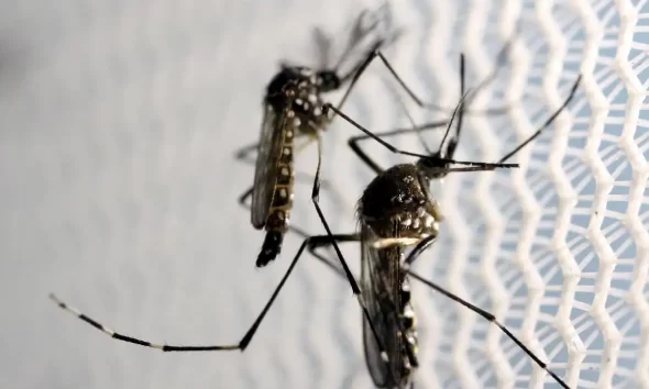 imagem de - Alerta em São Paulo: Primeiro Caso de Dengue Tipo 3 Confirmado